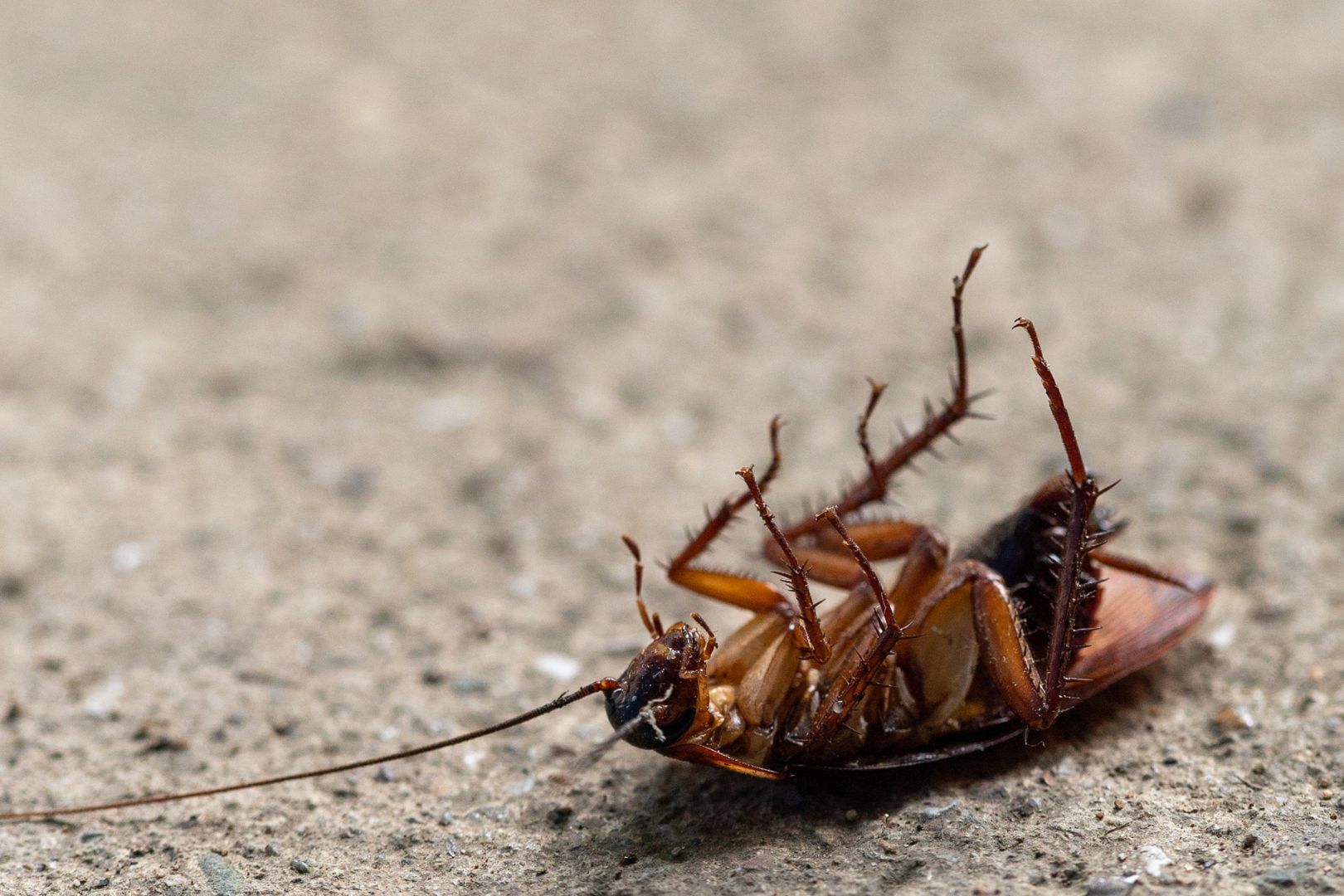 Como Eliminar Baratas de Esgoto de Forma Definitiva